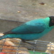 Green Honeycreeper